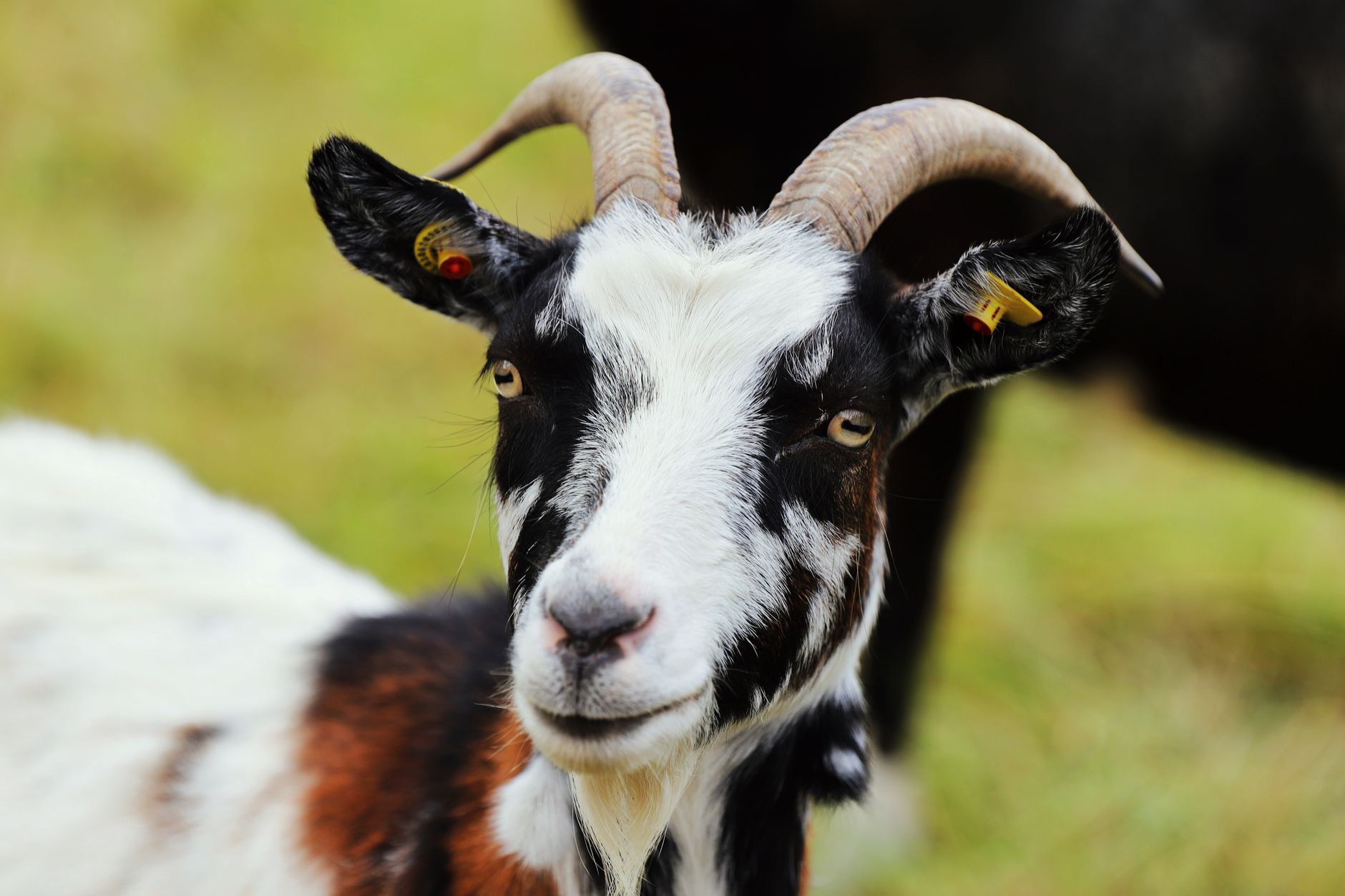 Things That Fry My Goat!